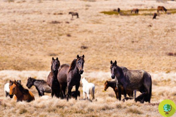 Wild horses are killed in Australian national parks: 
