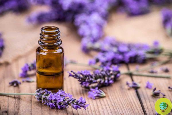 The European Union towards a ban on lavender essential oil: will it be classified as toxic?