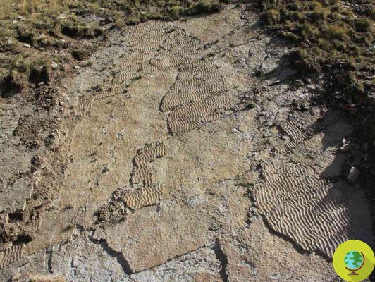 Los cocodrilos poblaron los Alpes hace 250 millones de años: se han descubierto las primeras huellas fósiles en Europa