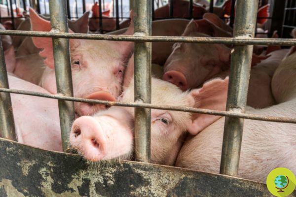 Vivisection : l'Angleterre veut transposer la directive européenne qui abaisse effectivement les normes de bien-être animal