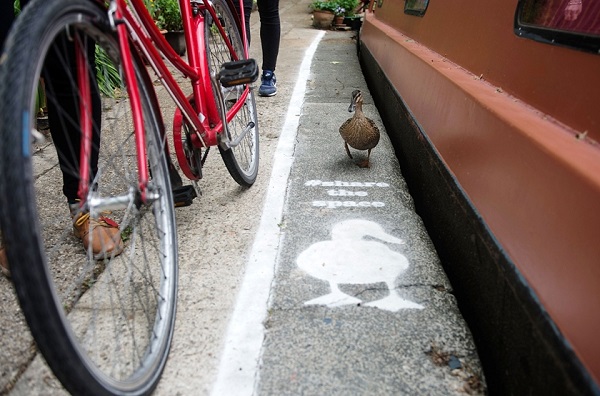 Preferential lanes for ducks arrive in London