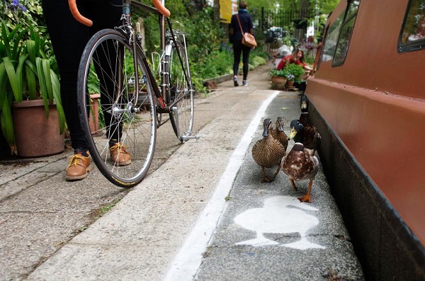 Preferential lanes for ducks arrive in London