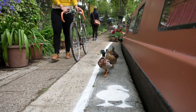 Des voies préférentielles pour les canards arrivent à Londres