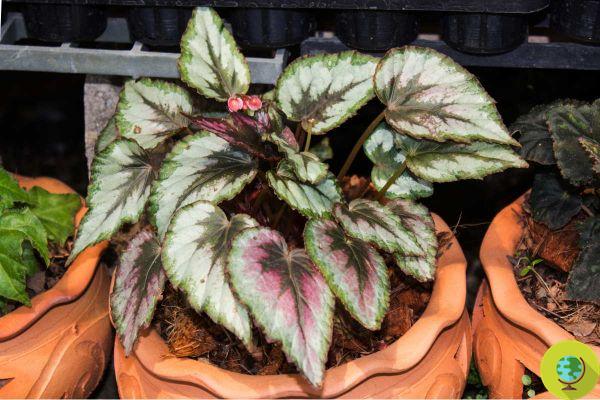Begonia: how to plant, grow and care for the garden superstar