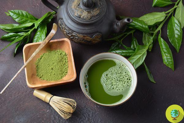 Thé Matcha: les mille bienfaits, utilisations et où trouver le thé vert japonais