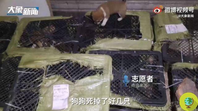 Na China, o horror das 'caixas misteriosas': 160 cães e gatos encontrados empilhados em um caminhão, muitos já estavam mortos