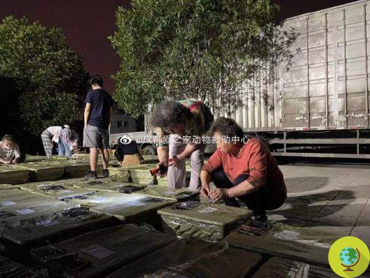Na China, o horror das 'caixas misteriosas': 160 cães e gatos encontrados empilhados em um caminhão, muitos já estavam mortos
