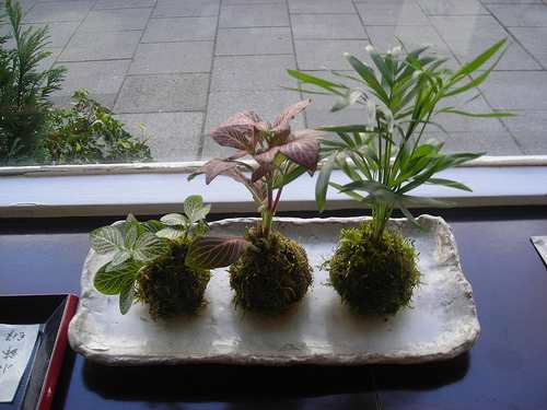 Kokedama: what they are and how to make them