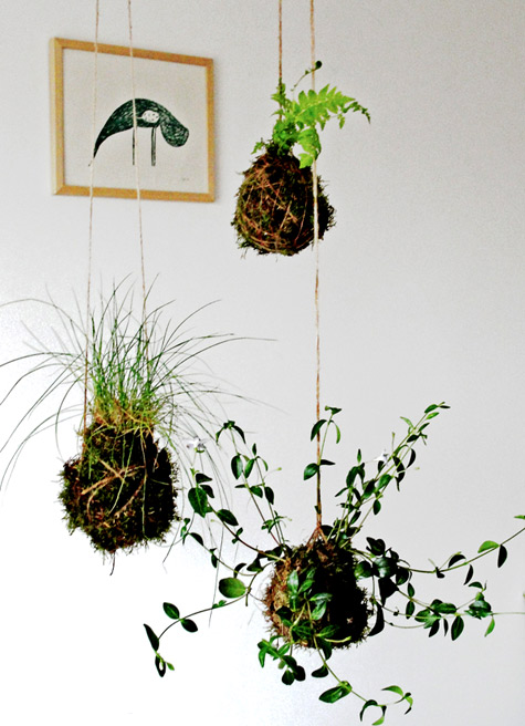 Kokedama: what they are and how to make them