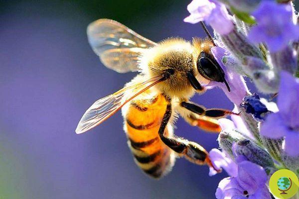 États-Unis : arrêtez de surveiller les ruches pour masquer les dommages environnementaux de Trump