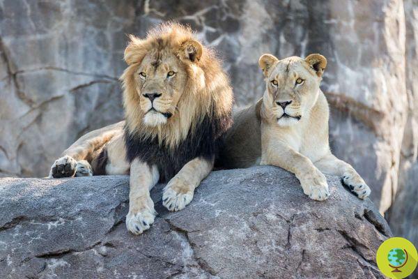 Sudáfrica prohíbe la cría de leones para la caza (pero eso no es suficiente)