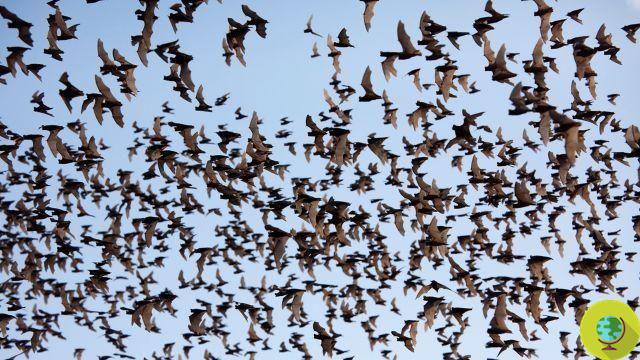 Bracken Bat Cave: o espetáculo de morcegos voando sobre os céus do Texas