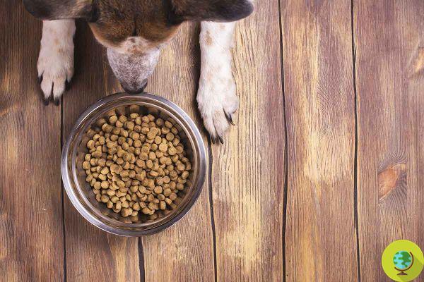 Comida para cães: as melhores e piores marcas segundo o novo teste Altroconsumo
