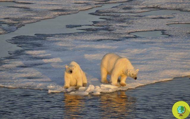 Fonte des glaciers : les ours polaires peuvent encore être sauvés en réduisant les émissions de CO2