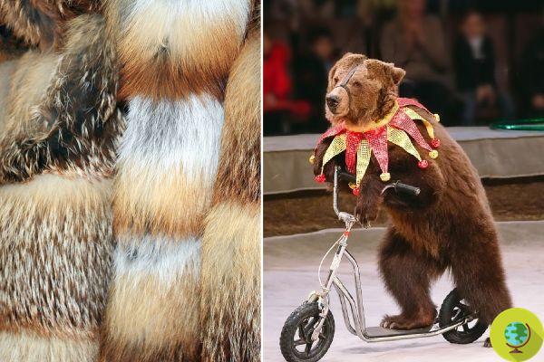 California bans the sale of all fur products and says no to animals in circuses