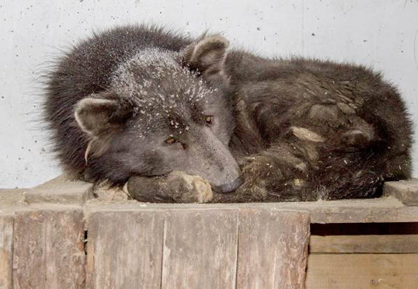 The sad story of the dog-bear who can't find a home