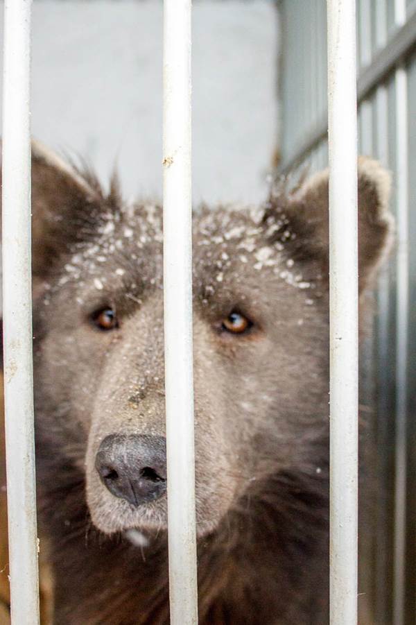 La triste historia del perro-oso que no encuentra hogar