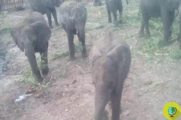 The horrible fate of the 35 baby elephants snatched from their mothers and ended up in Chinese zoos