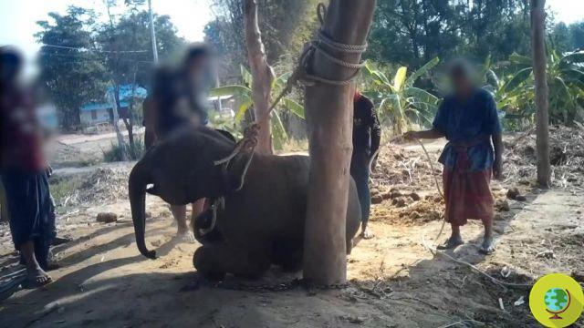 Elefantes encadenados y torturados para 