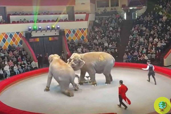 Chaos dans le cirque russe: des éléphants stressés sortent de la piste, tombant presque sur le public