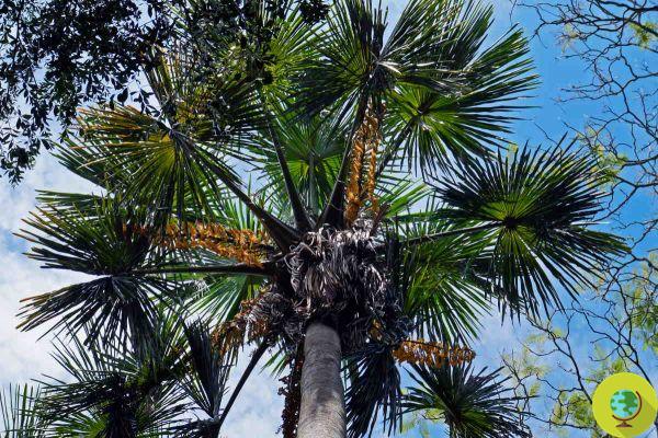 Este árbol tropical podría ayudar a frenar los efectos de la crisis climática en la Amazonía