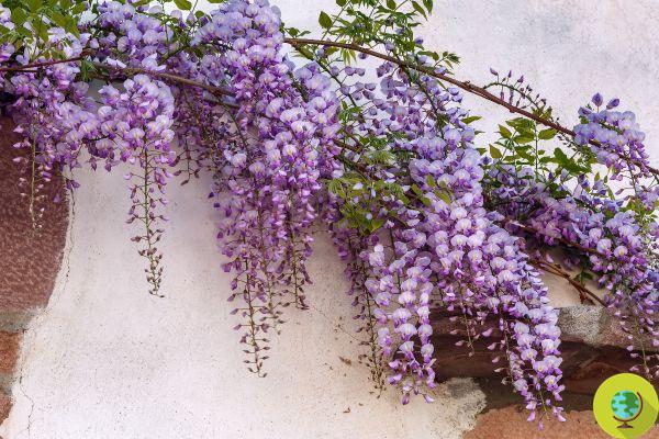 How to grow wisteria from cuttings: all the tips for perfect flowering