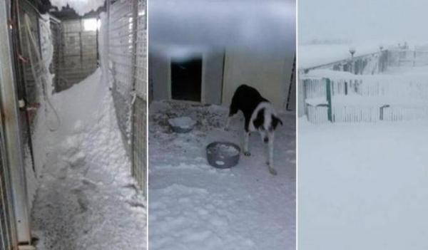 Emergencia por nieve y heladas en perreras: se necesitan mantas, perreras, comida y heno