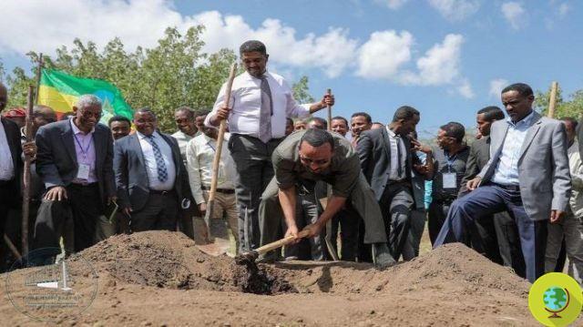 Etiópia vai plantar 4 bilhões de árvores para combater o desmatamento