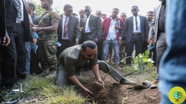 Ethiopia will plant 4 billion trees to fight deforestation