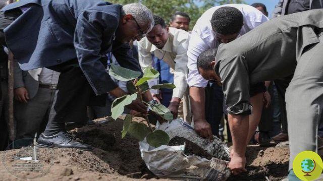 Etiopía plantará 4 millones de árboles para luchar contra la deforestación