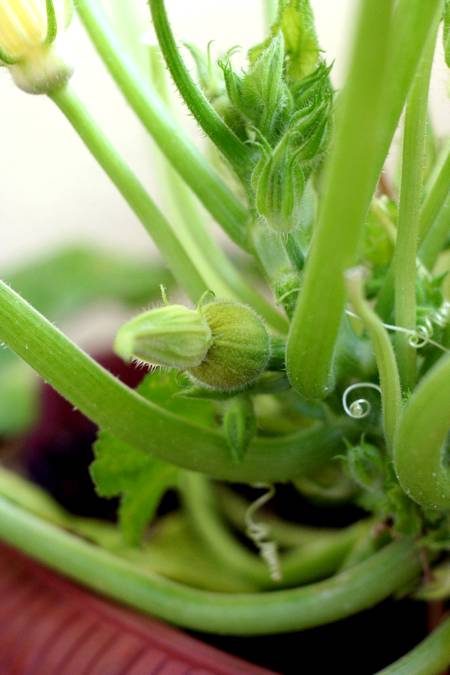 Cómo cultivar calabacines en macetas a partir de la semilla.