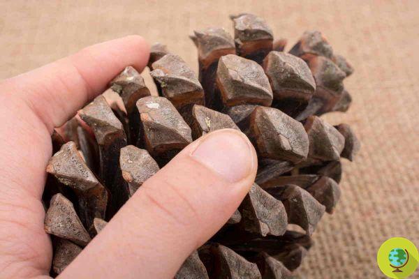 A pine cone is enough to perfume your home: here's how to use it