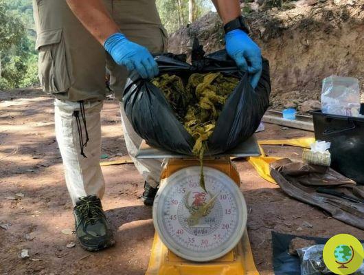 Ciervo encontrado muerto en Tailandia con 7 kg de plástico en el estómago