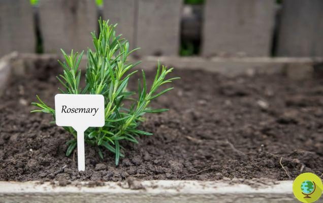 You may not know, but rosemary is not rosemary: it is a kind of sage and its botanical name should be changed