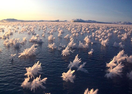 The extraordinary spectacle of ice flowers in the Arctic Ocean