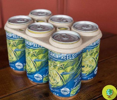 Goodbye plastic: beer packaging is edible and feeds fish and turtles (VIDEO)