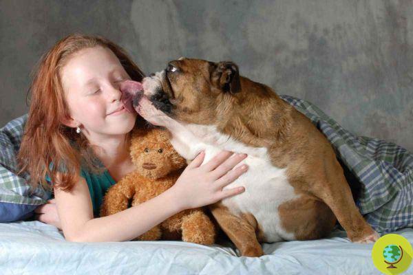 English bulldog: 10 things to know before adopting one