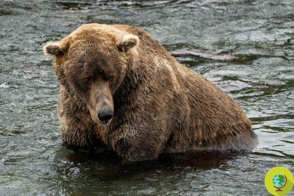 En Alaska, este majestuoso oso pardo llamado Otis acaba de ser votado como el más gordo del año