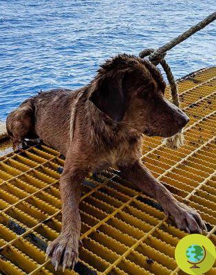 Este perro nadó más de 200 kilómetros en el mar antes de ser rescatado