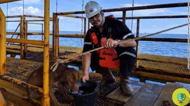 This dog swam over 200 kilometers in the sea before being rescued