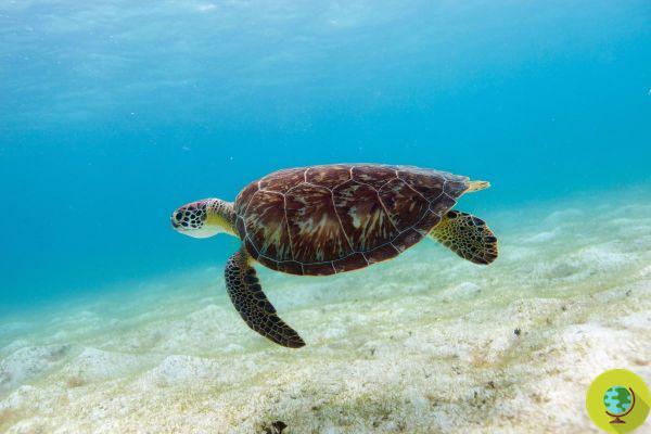 Hoy se celebra el Día Mundial de las Tortugas Marinas, pero hay poco que celebrar para las tortugas marinas