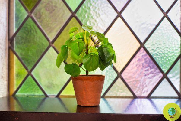 Peperomia vs Pilea, no they are not the same thing! Differences and how to tell them apart at a glance