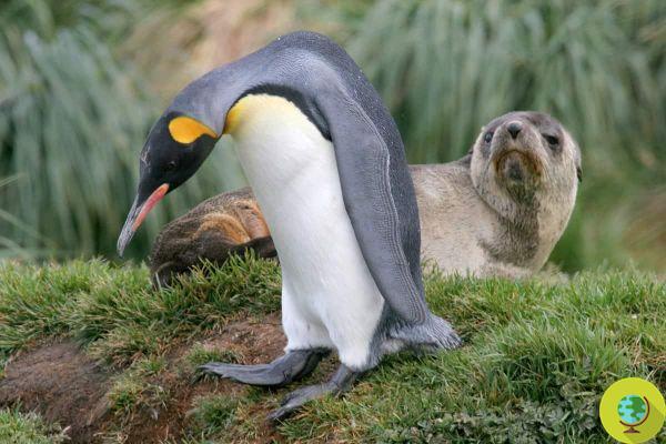Cocô de pinguim e foca promove biodiversidade na Antártida