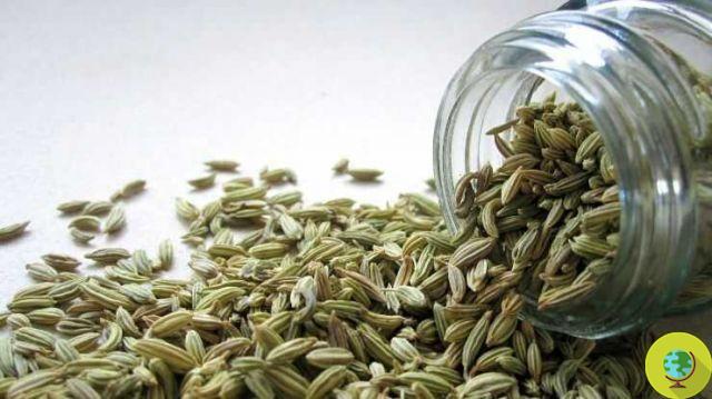 Fennel seeds: 10 amazing health benefits