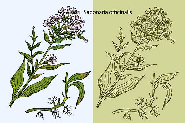 Saponaria et Sapindus : plantes dont les fruits sont aussi un détergent naturel
