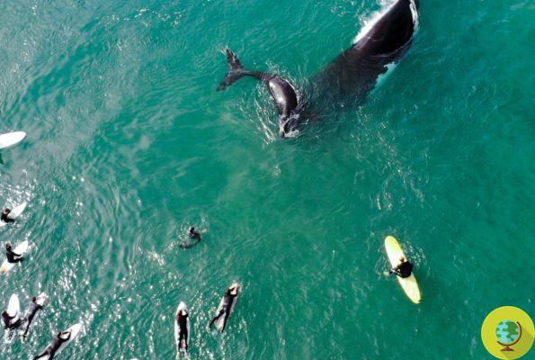 Las impresionantes imágenes del encuentro cercano entre la madre ballena y su cachorro con los asombrados surfistas