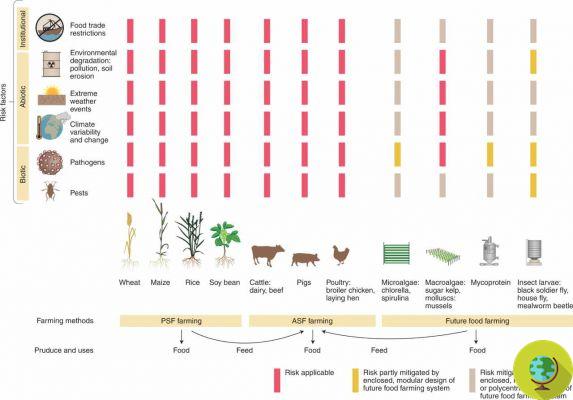 Espirulina, Clorella, larvas de mosca y micoproteínas, para los científicos los alimentos clave para alimentar al mundo en un futuro próximo