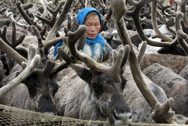 80 renos muertos de hambre en Siberia: ya no encuentran líquenes (FOTO)