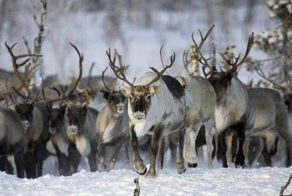 80 renas morreram de fome na Sibéria: já não encontram líquenes (FOTO)