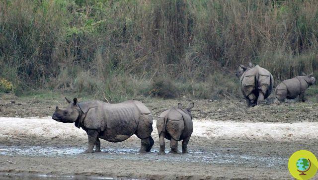 Caza furtiva y cambio climático: la única esperanza para los rinocerontes es… volar lejos